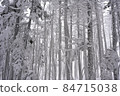 Frozen forest 84715038