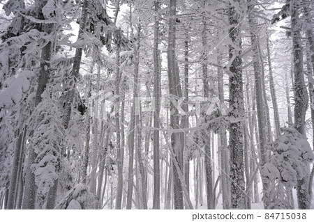 Frozen forest Frozen forest 84715038