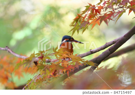 翠鳥依偎在楓樹和秋葉中 翠鳥依偎在楓樹和秋葉中 84715497