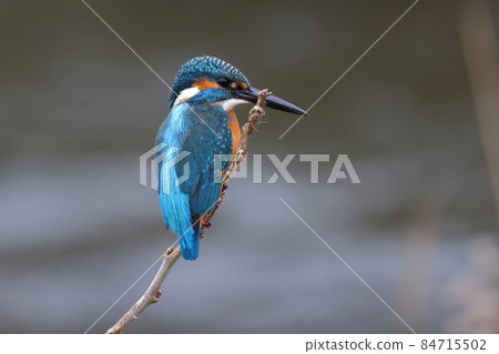 Kingfisher clinging to a twig on the riverside 84715502