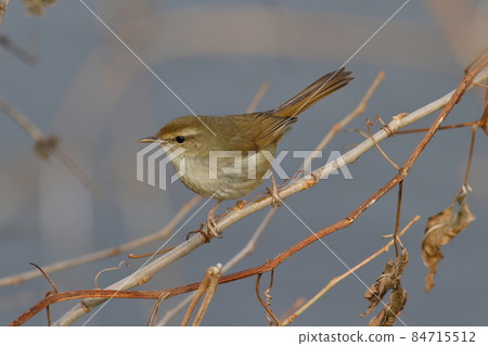 棲息在枯枝上的冬鶯 84715512