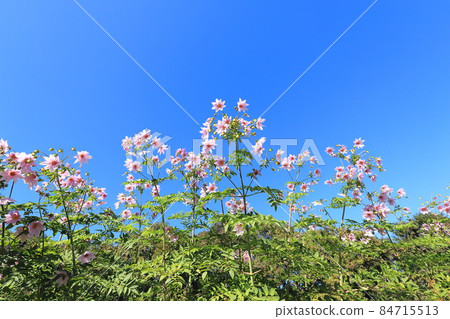 Emperor Dahlia extending toward the blue sky Emperor Dahlia extending toward the blue sky 84715513