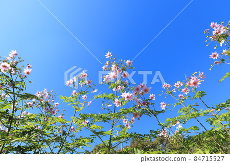 Emperor Dahlia extending toward the blue sky 84715527
