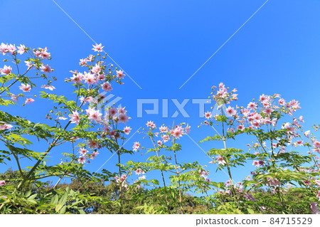 大麗花大帝伸向藍天 大麗花大帝伸向藍天 84715529