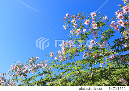 Emperor Dahlia extending toward the blue sky Emperor Dahlia extending toward the blue sky 84715531