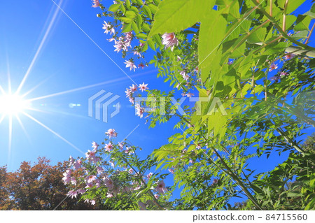 大麗花皇帝伸向太陽 大麗花皇帝伸向太陽 84715560