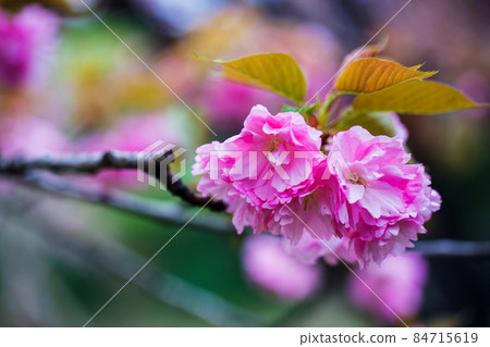 櫻花 櫻花 84715619