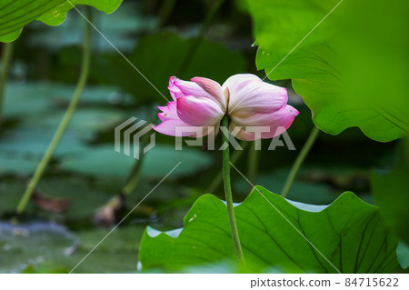 並蒂蓮花 並蒂蓮花 84715622