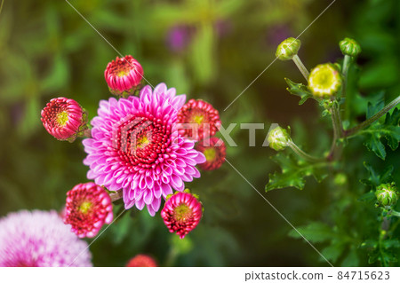 Aster Aster 84715623