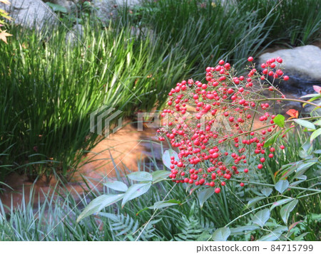 Image of Nantenwa 84715799