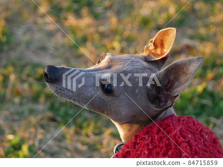 凝視夕陽的藍灰色意大利灰狗成年犬的輪廓 84715859