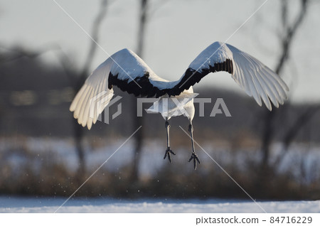Red-crowned crane taking off from the feeding area (Tsurui, Hokkaido) Red-crowned crane taking off from the feeding area (Tsurui, Hokkaido) 84716229