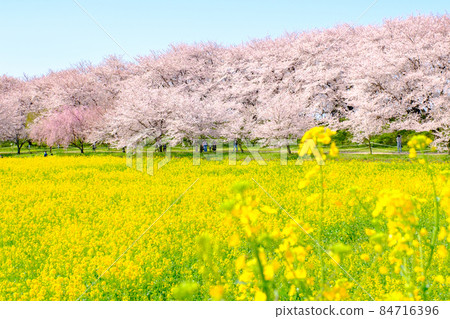 Gyodo Shrine 84716396