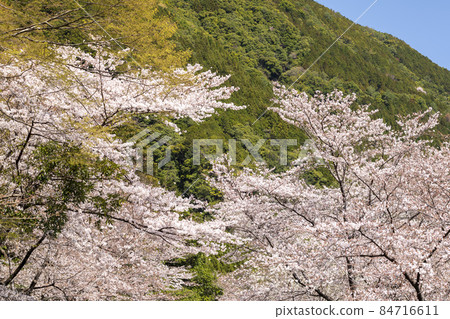 Cherry Blossoms	 84716611
