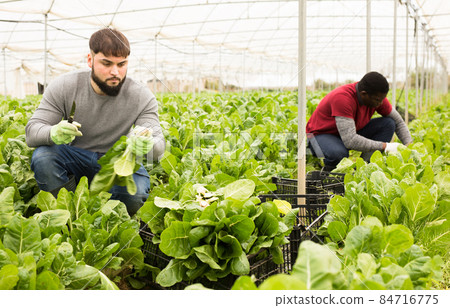 Young farmer harvesting Swiss chard in hothouse 84716775