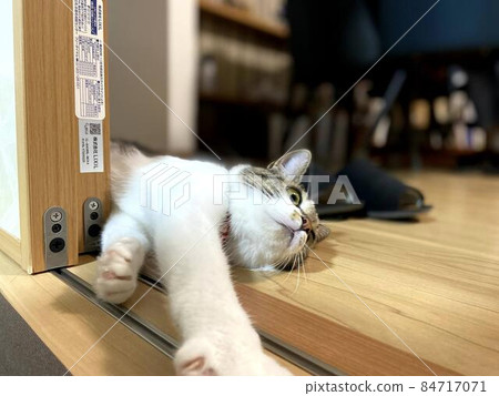 打孔貓 84717071