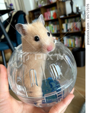 Hamster ball 84717076