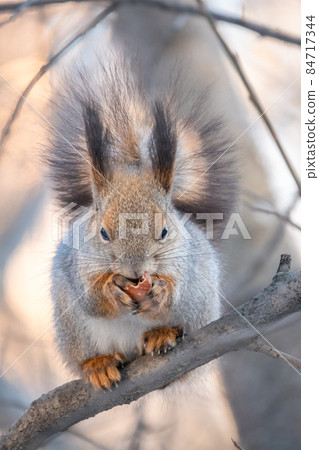 The squirrel with nut sits on tree in the winter or late autumn 84717344