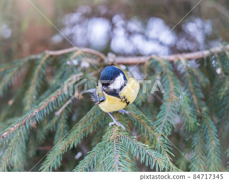 Cute bird Great tit, songbird sitting on the fir branch 84717345