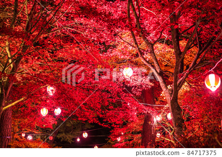 《Yamanashi Prefecture》 Autumn leaves and illumination of Lake Yamanaka 《Yamanashi Prefecture》 Autumn leaves and illumination of Lake Yamanaka 84717375