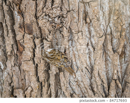 Little bird Eurasian treecreeper crawling on a tree in winter. Nature background. Bird: Short toed Treecreeper. Certhia brachydactyla. Little bird Eurasian treecreeper crawling on a tree in winter. Nature background. Bird: Short toed Treecreeper. Certhia brachydactyla. 84717693