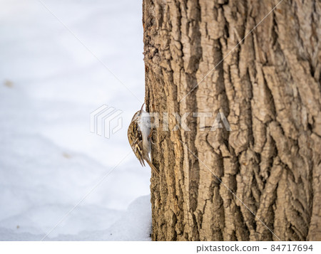 Little bird Eurasian treecreeper crawling on a tree in winter. Nature background. Bird: Short toed Treecreeper. Certhia brachydactyla. Little bird Eurasian treecreeper crawling on a tree in winter. Nature background. Bird: Short toed Treecreeper. Certhia brachydactyla. 84717694