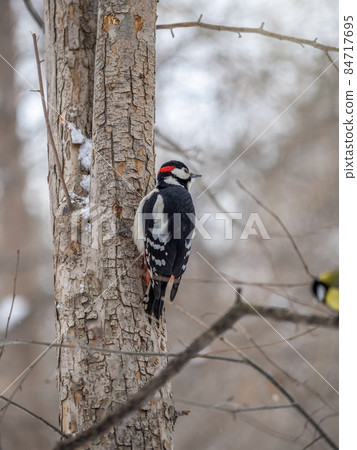 Little woodpecker sits on a tree trunk with snow in winter. The great spotted woodpecker, Dendrocopos major Little woodpecker sits on a tree trunk with snow in winter. The great spotted woodpecker, Dendrocopos major 84717695