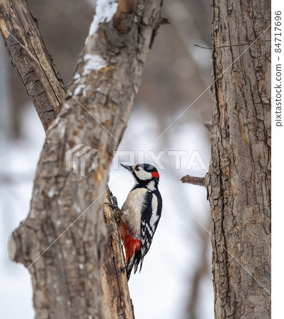 Little woodpecker sits on a tree trunk with snow in winter. The great spotted woodpecker, Dendrocopos major Little woodpecker sits on a tree trunk with snow in winter. The great spotted woodpecker, Dendrocopos major 84717696