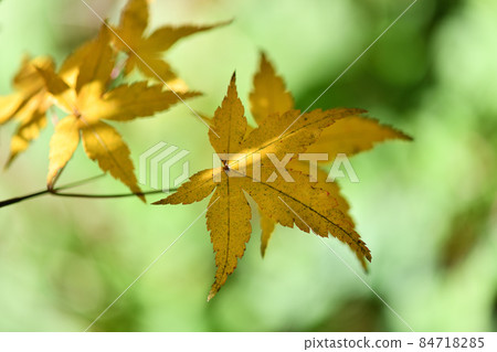 Small autumn of maple Small autumn of maple 84718285