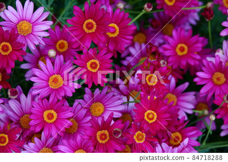 非洲菊 非洲菊 非洲菊 非洲菊 84718288