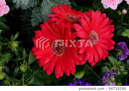 非洲菊 非洲菊 非洲菊 非洲菊 84718290