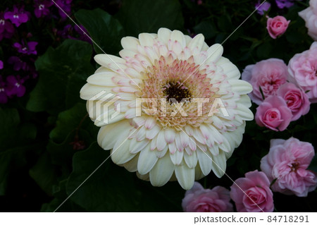 非洲菊 非洲菊 非洲菊 非洲菊 84718291