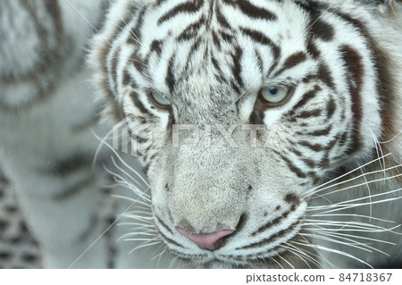 White Tiger   84718367