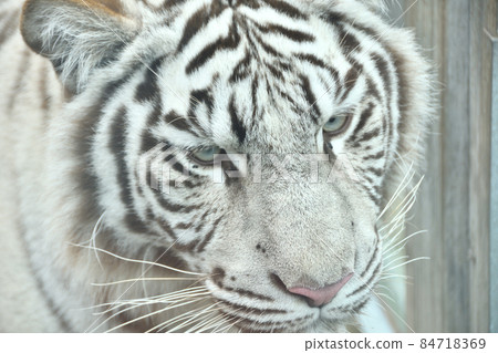 White Tiger   84718369