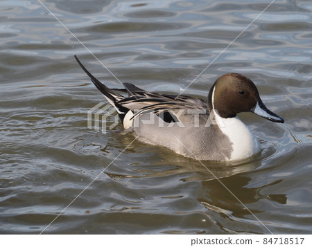 長著美麗羽毛的尾巴游泳的特寫 長著美麗羽毛的尾巴游泳的特寫 84718517