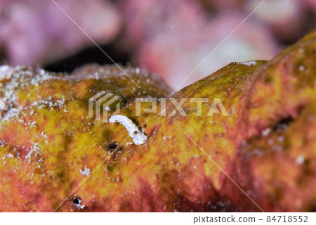 Gyoza Nudibranch on Ishigaki Island Part ⑤ Gyoza Nudibranch on Ishigaki Island Part ⑤ 84718552
