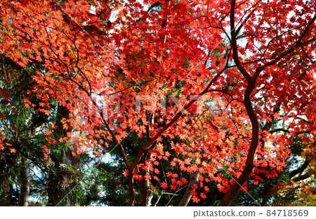 Beautifully colored and healing autumn scenery 84718569
