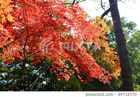 Beautifully colored and healing autumn scenery 84718570