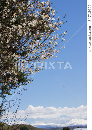 Spring white flowers and blue sky Spring white flowers and blue sky 84718603