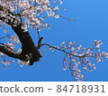  Cherry blossoms and blue sky 84718931
