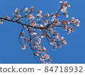  Cherry blossoms and blue sky 84718932