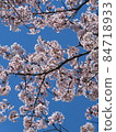  Cherry blossoms and blue sky 84718933