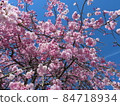  Cherry blossoms and blue sky 84718934