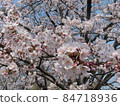  Cherry blossoms and blue sky 84718936