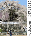 Drooping cherry tree 84718937