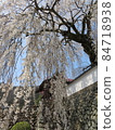 Drooping cherry tree 84718938