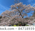  Cherry blossoms and blue sky 84718939