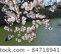 Sakura and moat 84718941