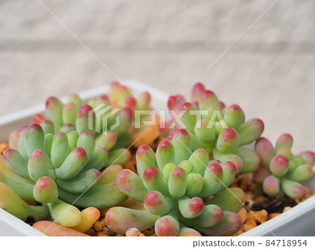 Succulent plant maiden heart 84718954