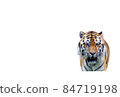 New Year's card material for the year of the tiger [white background] 84719198